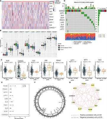 A novel cuproptosis pattern and tumor immune microenvironment characterization in urothelial carcinoma of the bladder